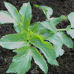 Group logo of Angelica