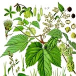 Group logo of Humle